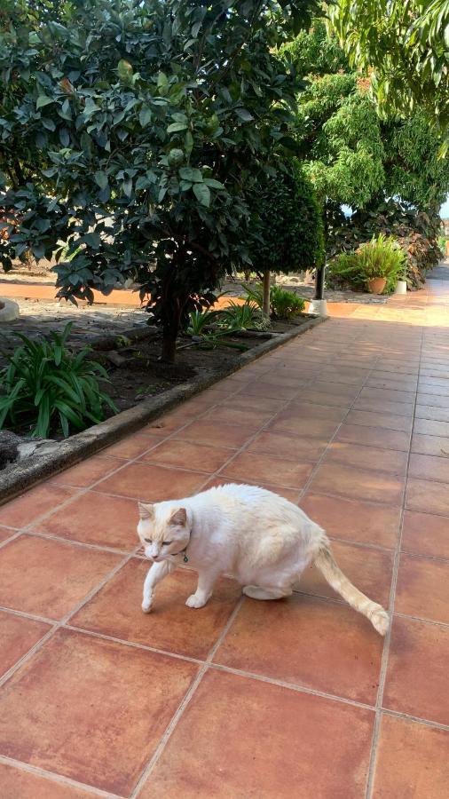 Apartamentos Villa Aurora Valle Gran Rey Dış mekan fotoğraf